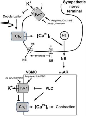 Kv7(KCNQ)-K+-Channels Influence Total Peripheral Resistance in Female but Not Male Rats, and Hamper Catecholamine Release in Hypertensive Rats of Both Sexes